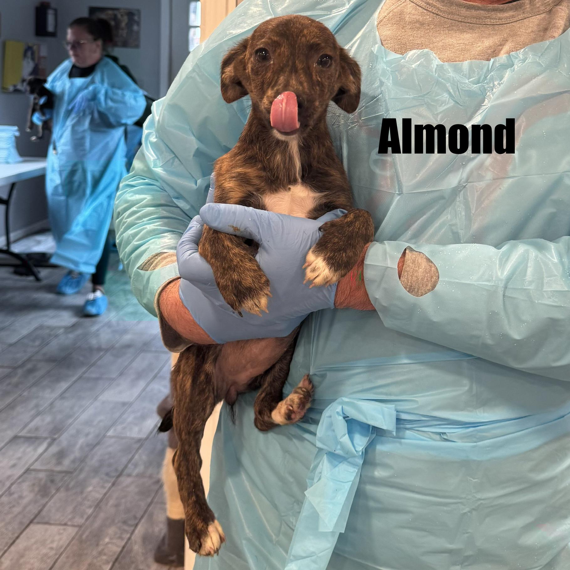 Enlarge Almond, a ADOPTABLE Mixed Breed in Rock Hill, NY image 1/2