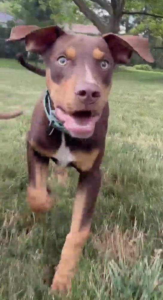 Enlarge Messi, a Adoptable mixed breed in Alden, NY image 1/3