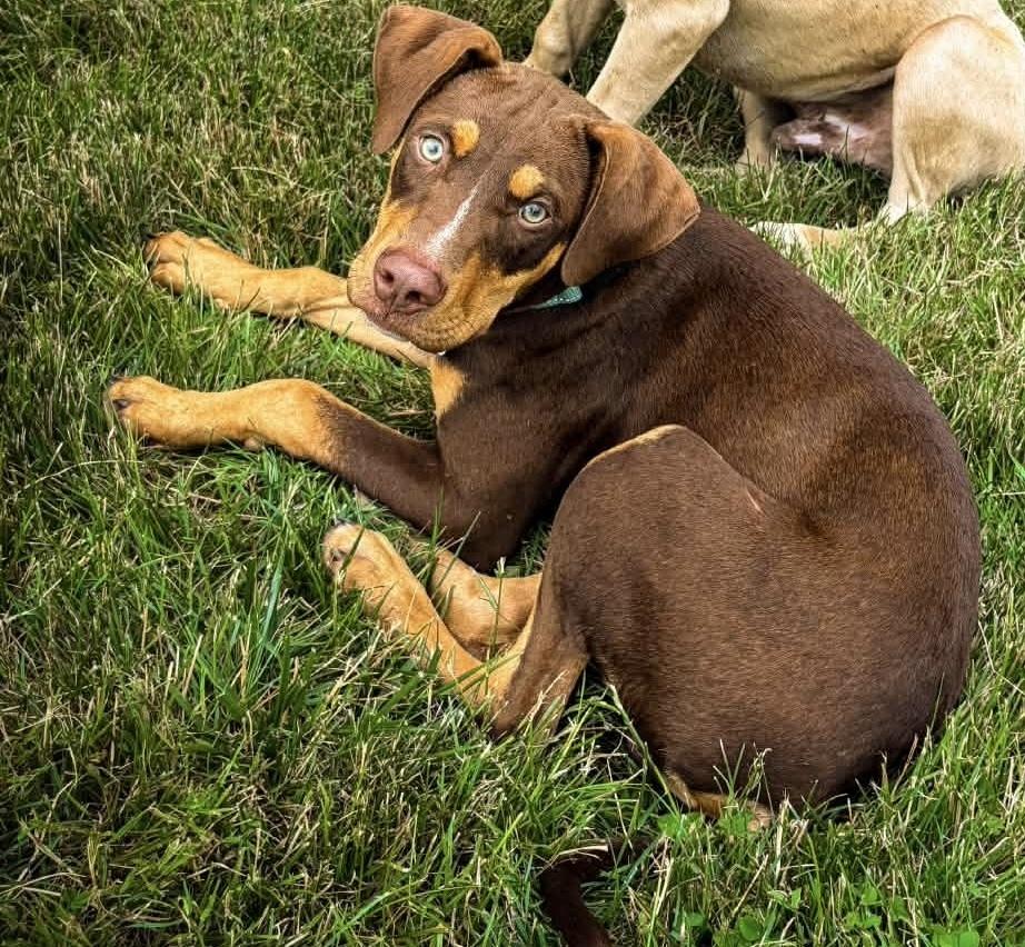 Enlarge Messi, a Adoptable mixed breed in Alden, NY image 2/3