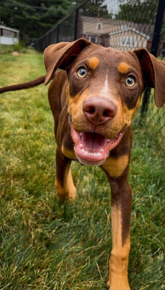 Enlarge Messi, a Adoptable mixed breed in Alden, NY image 3/3