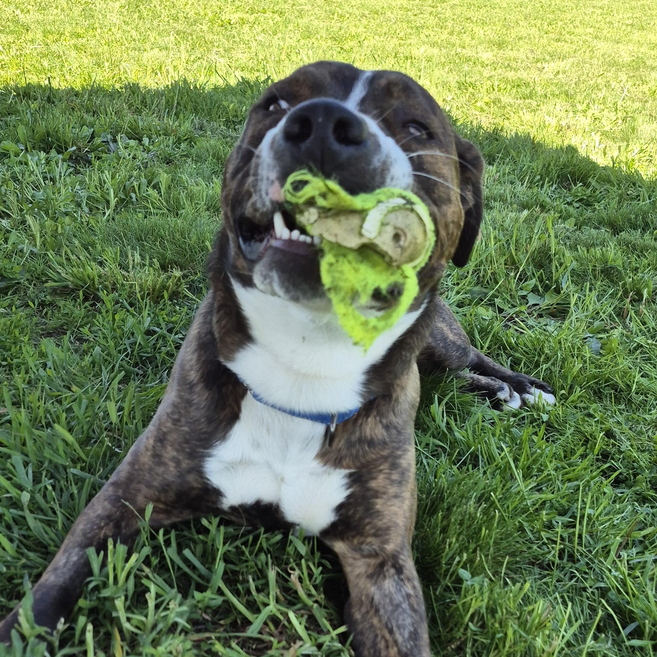 Brody, an adoptable Mixed Breed in Tioga, PA image 4/6