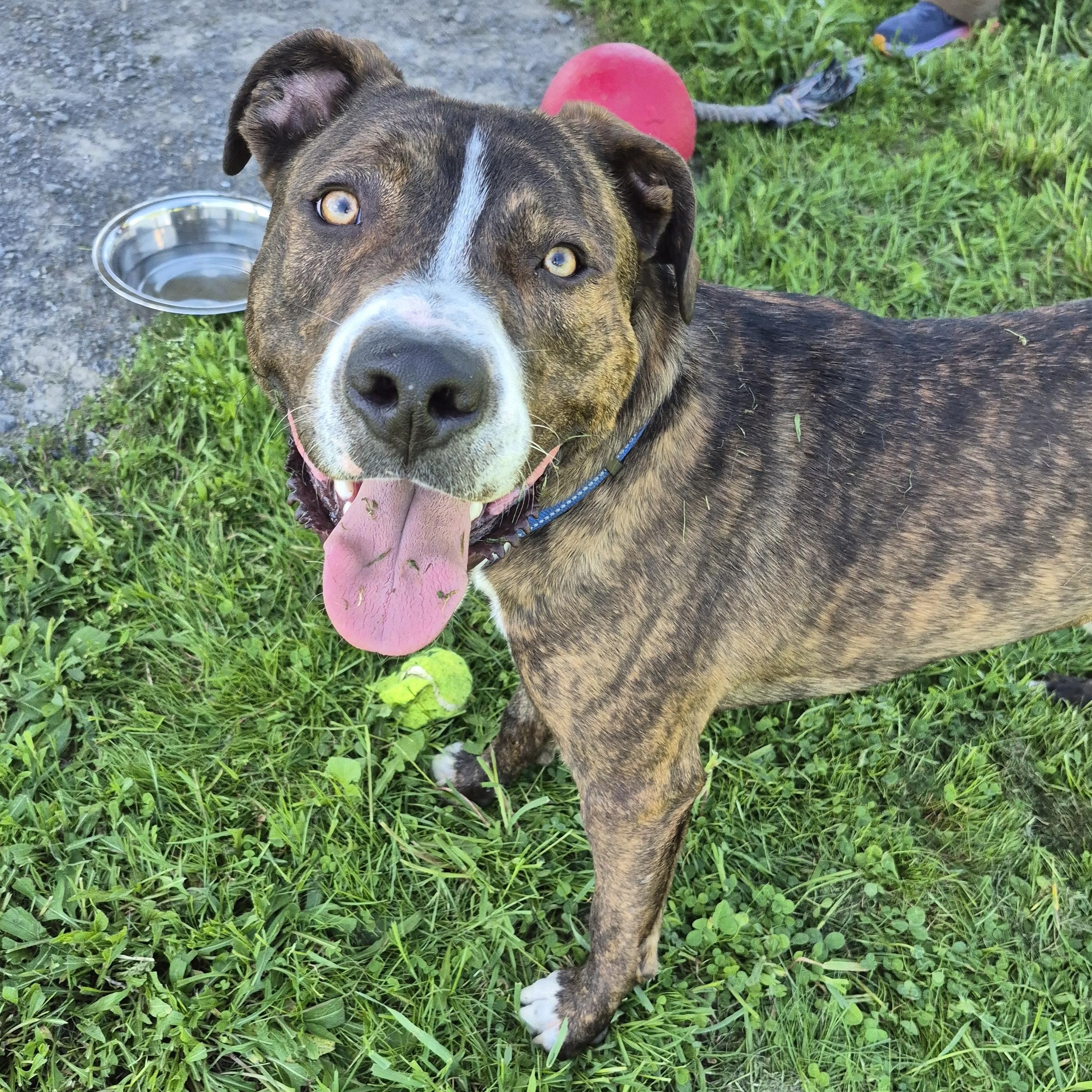 Brody, an adoptable Mixed Breed in Tioga, PA image 2/6