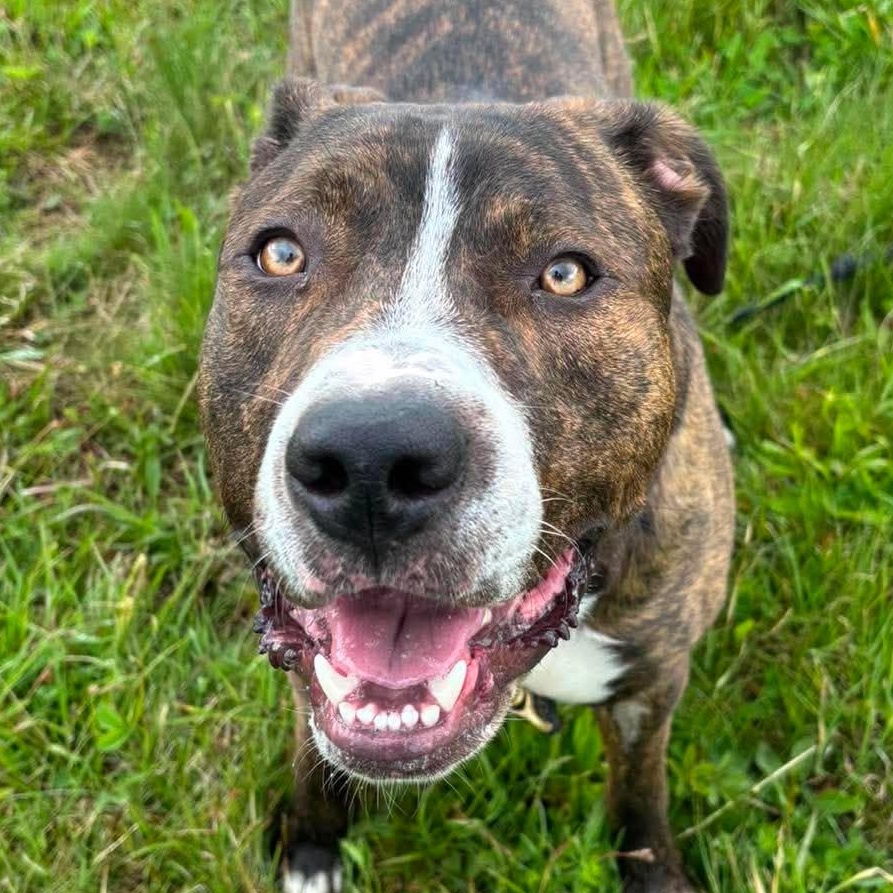Enlarge Brody, a ADOPTABLE Mixed Breed in Tioga, PA image 1/5