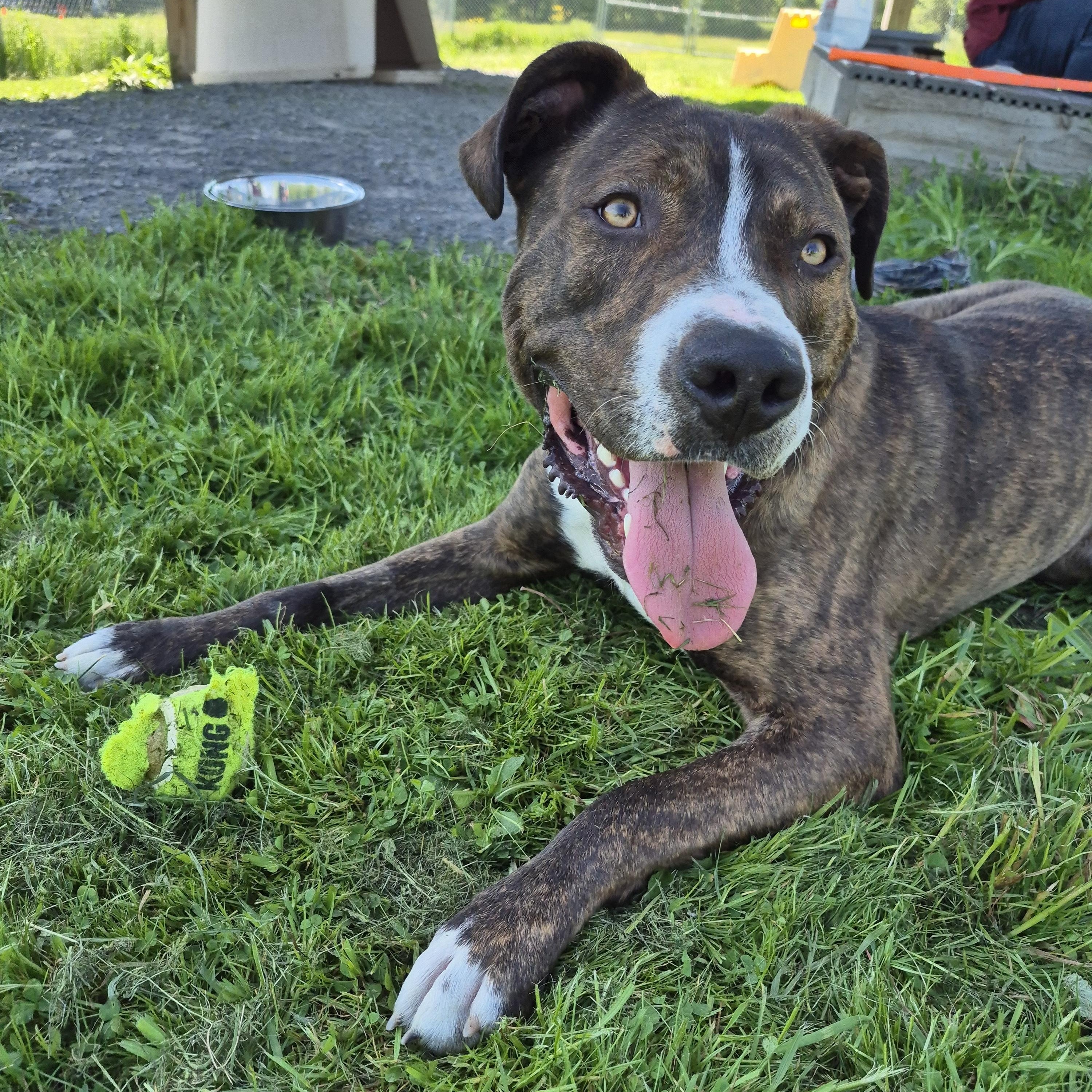 Brody, an adoptable Mixed Breed in Tioga, PA image 3/6