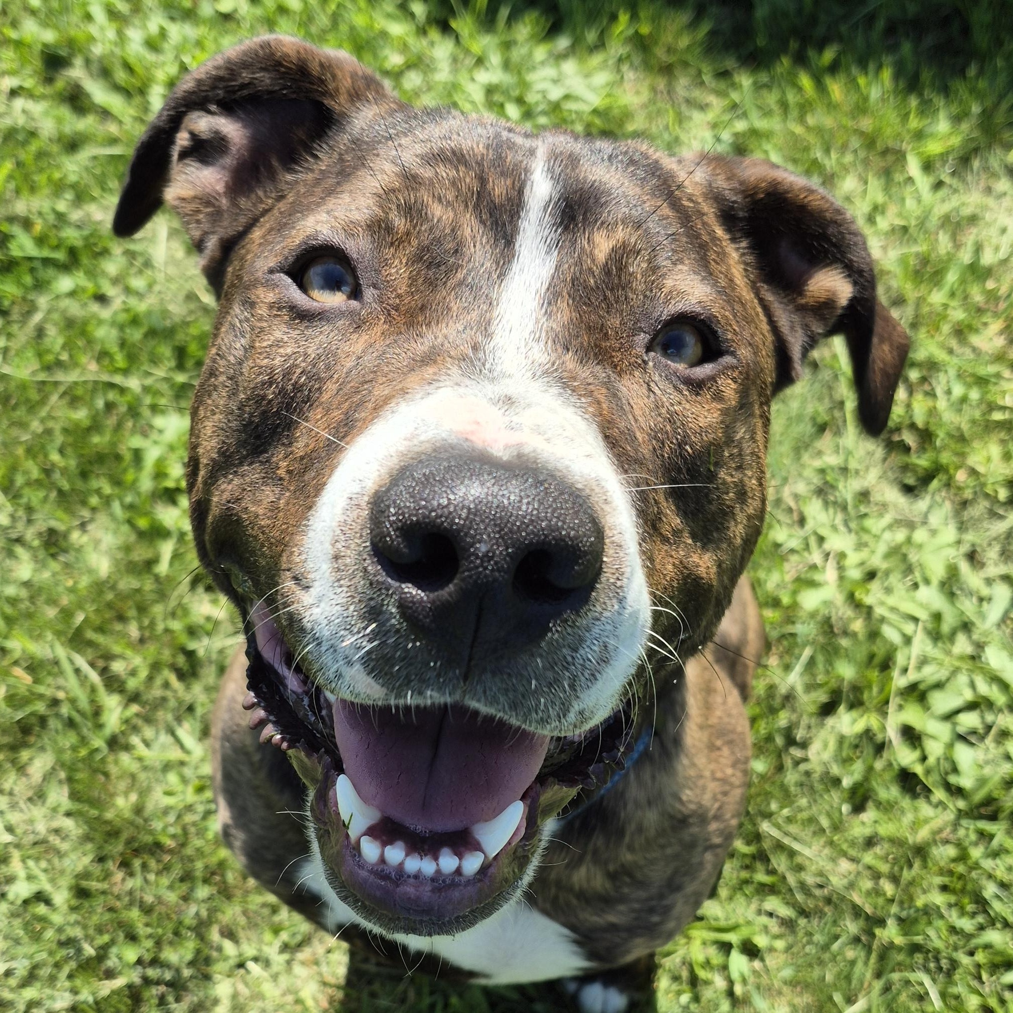 Brody, an adoptable Mixed Breed in Tioga, PA image 1/6