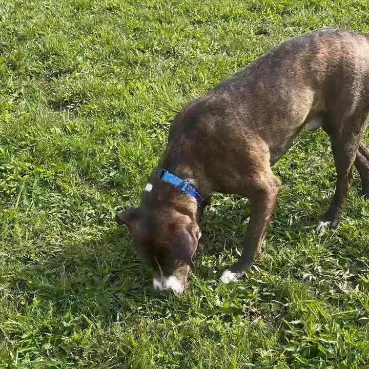 Enlarge Brody, a ADOPTABLE Mixed Breed in Tioga, PA image 5/5