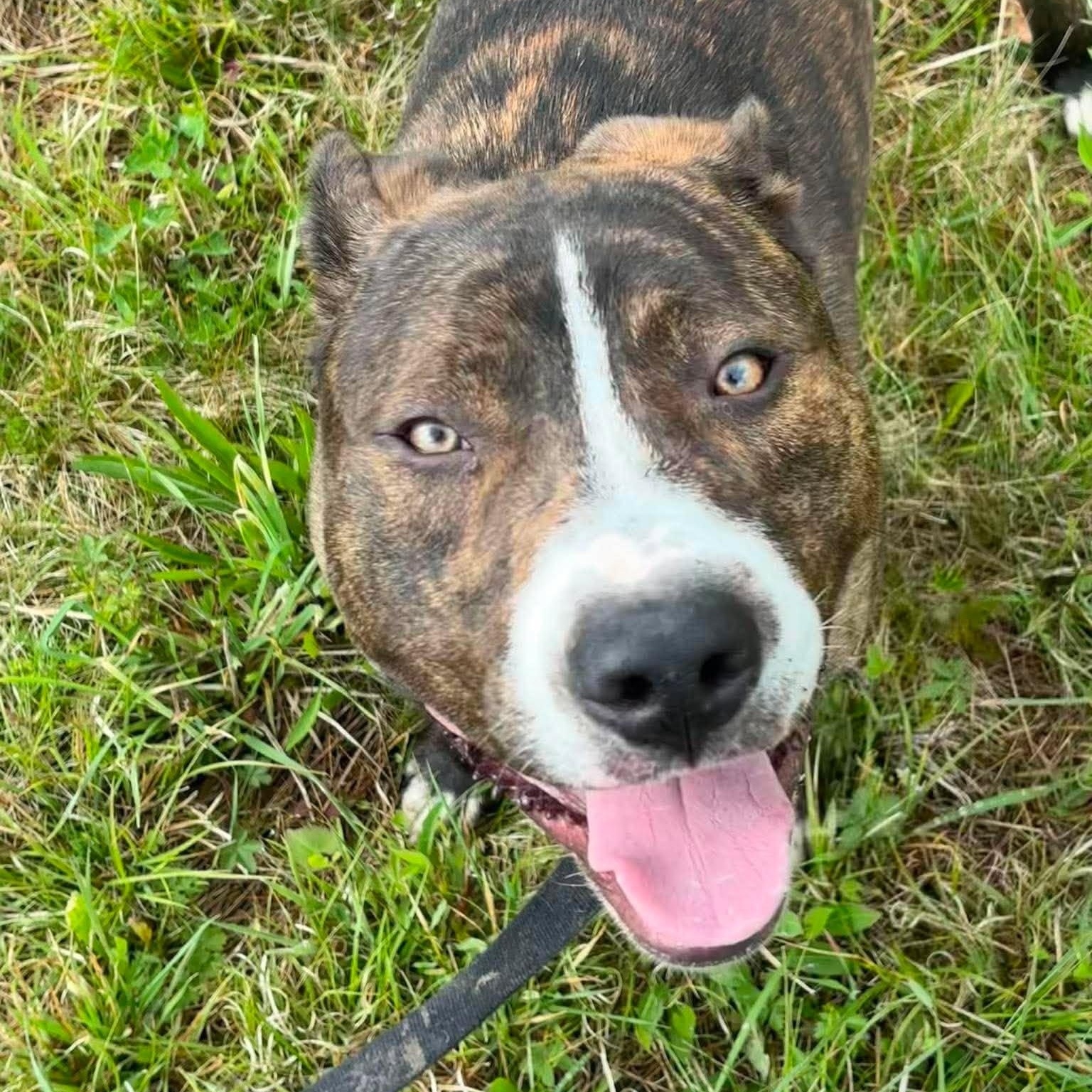 Enlarge Brody, a ADOPTABLE Mixed Breed in Tioga, PA image 2/5