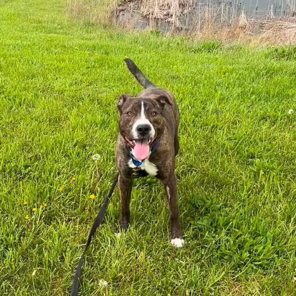 Enlarge Brody, a ADOPTABLE Mixed Breed in Tioga, PA image 3/5