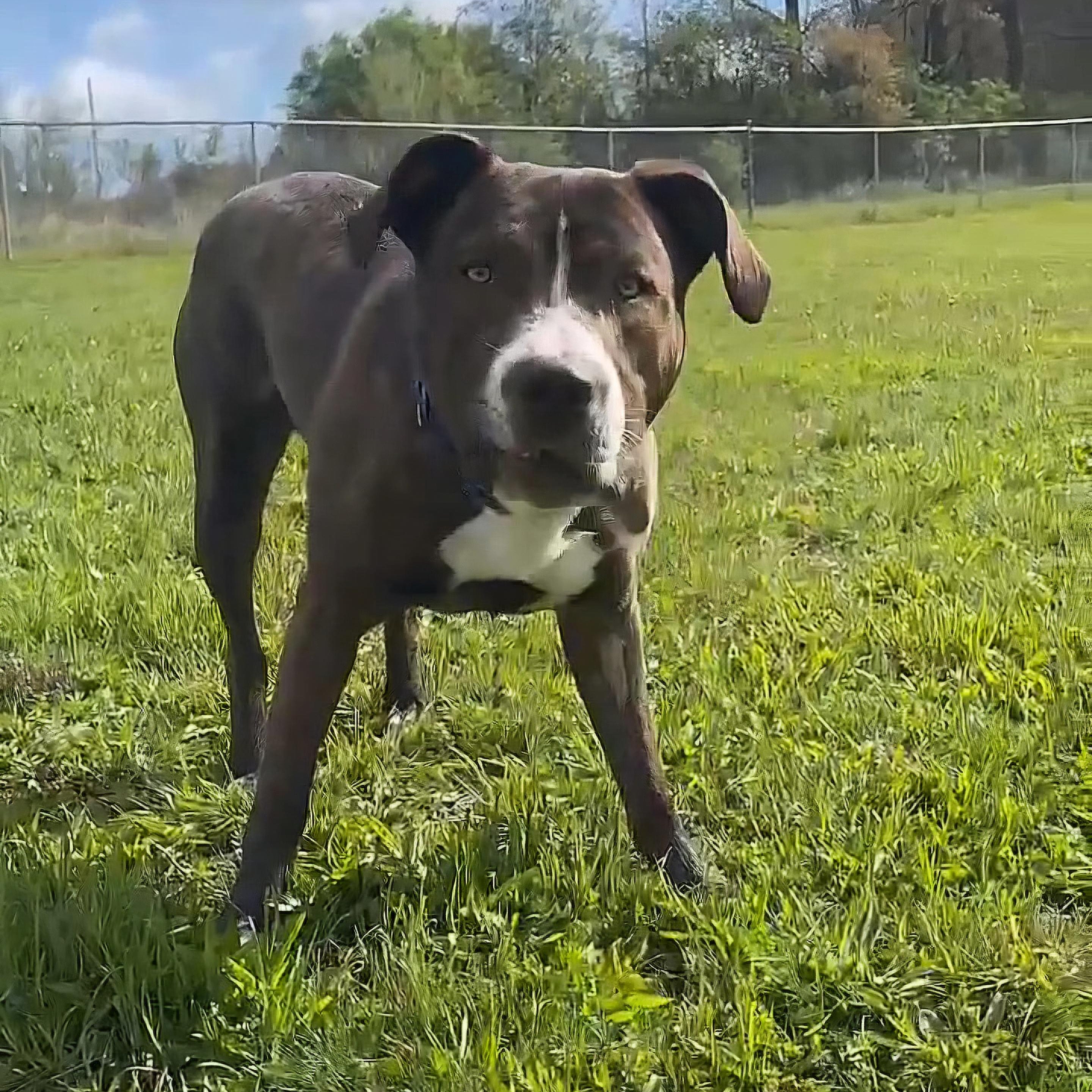 Enlarge Brody, a ADOPTABLE Mixed Breed in Tioga, PA image 4/5