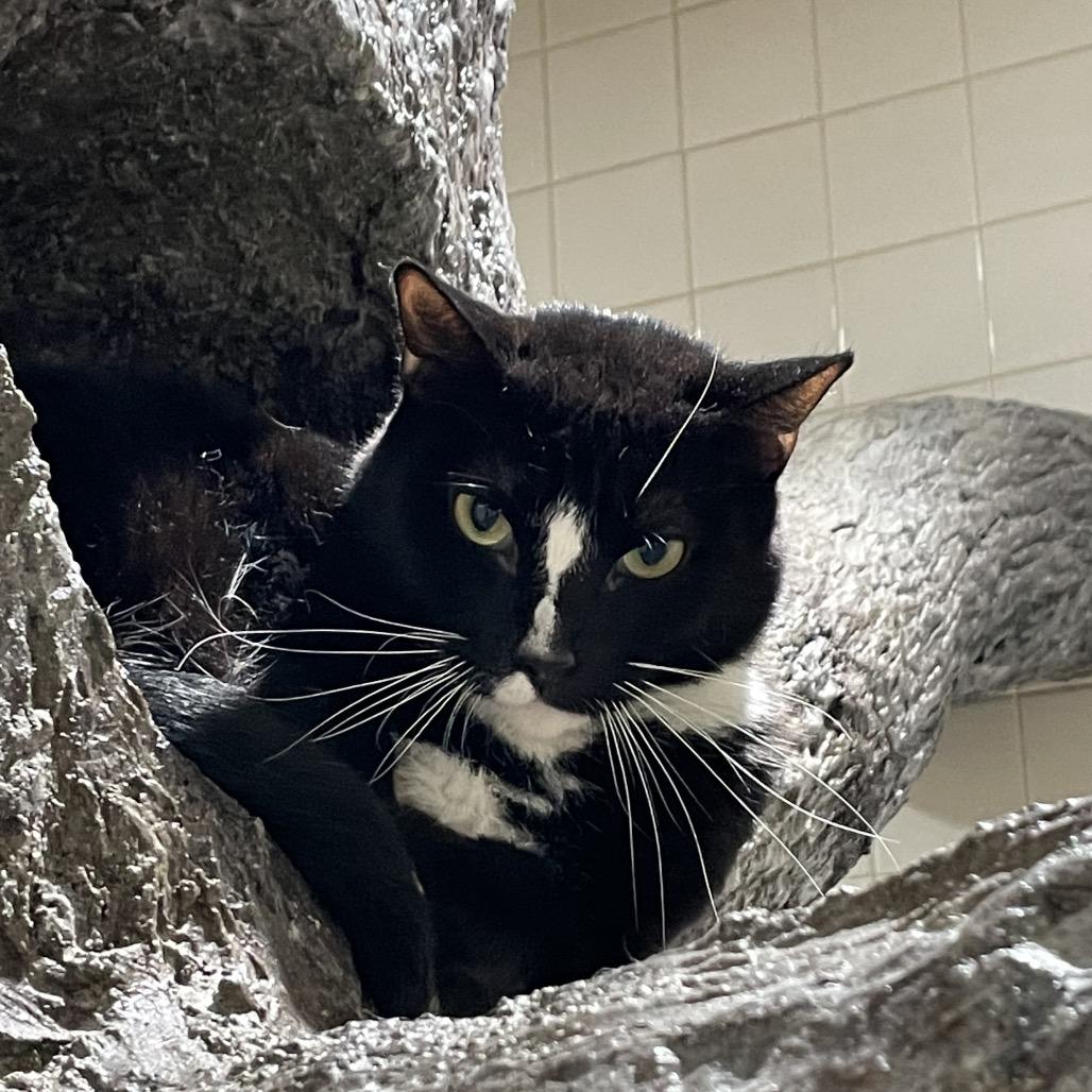 Biggun, a Adoptable Domestic Short Hair in Nashville, TN image 1/6
