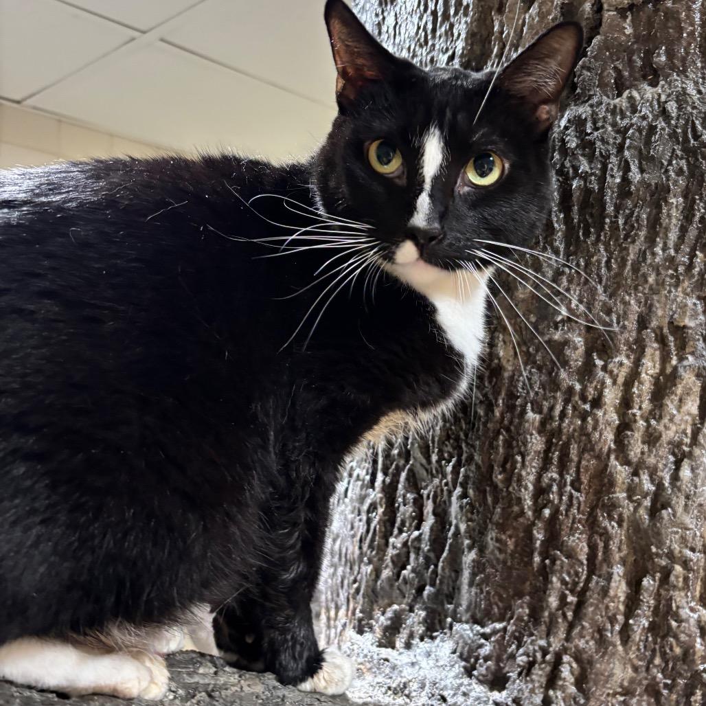 Enlarge Biggun, a Adoptable Domestic Short Hair in Nashville, TN image 2/6
