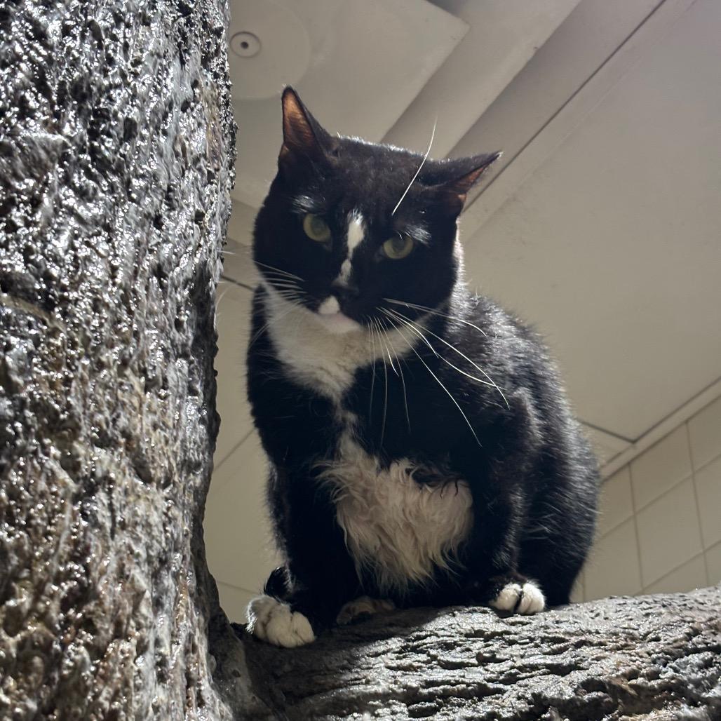 Enlarge Biggun, a Adoptable Domestic Short Hair in Nashville, TN image 3/6