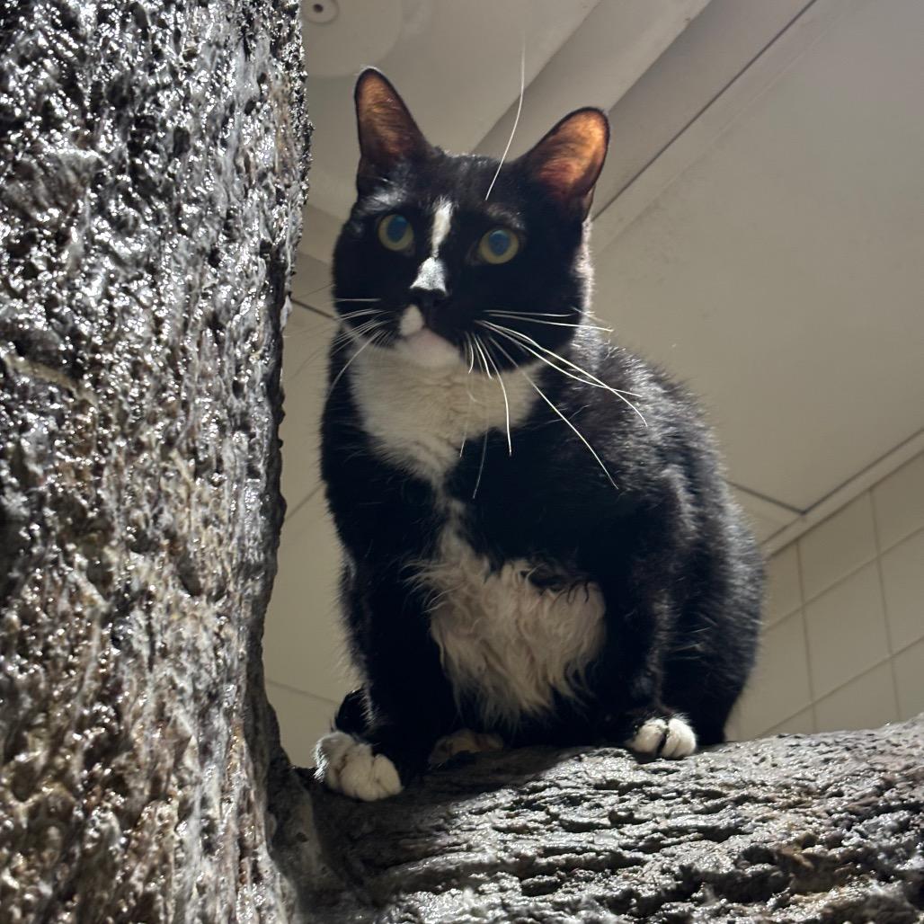 Enlarge Biggun, a Adoptable Domestic Short Hair in Nashville, TN image 4/6