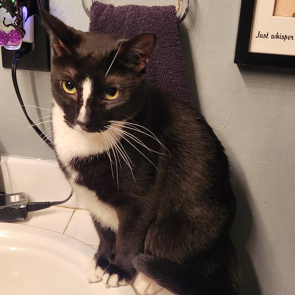 Biggun, a Adoptable Domestic Short Hair in Nashville, TN image 5/6