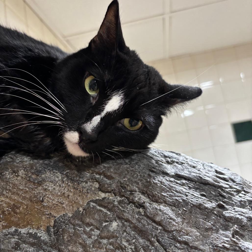 Enlarge Biggun, a Adoptable Domestic Short Hair in Nashville, TN image 5/6