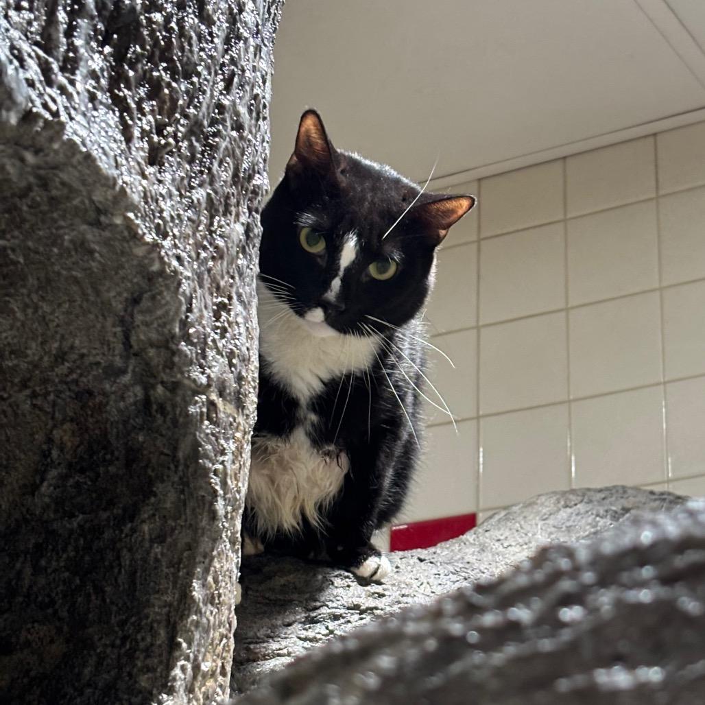 Enlarge Biggun, a Adoptable Domestic Short Hair in Nashville, TN image 6/6