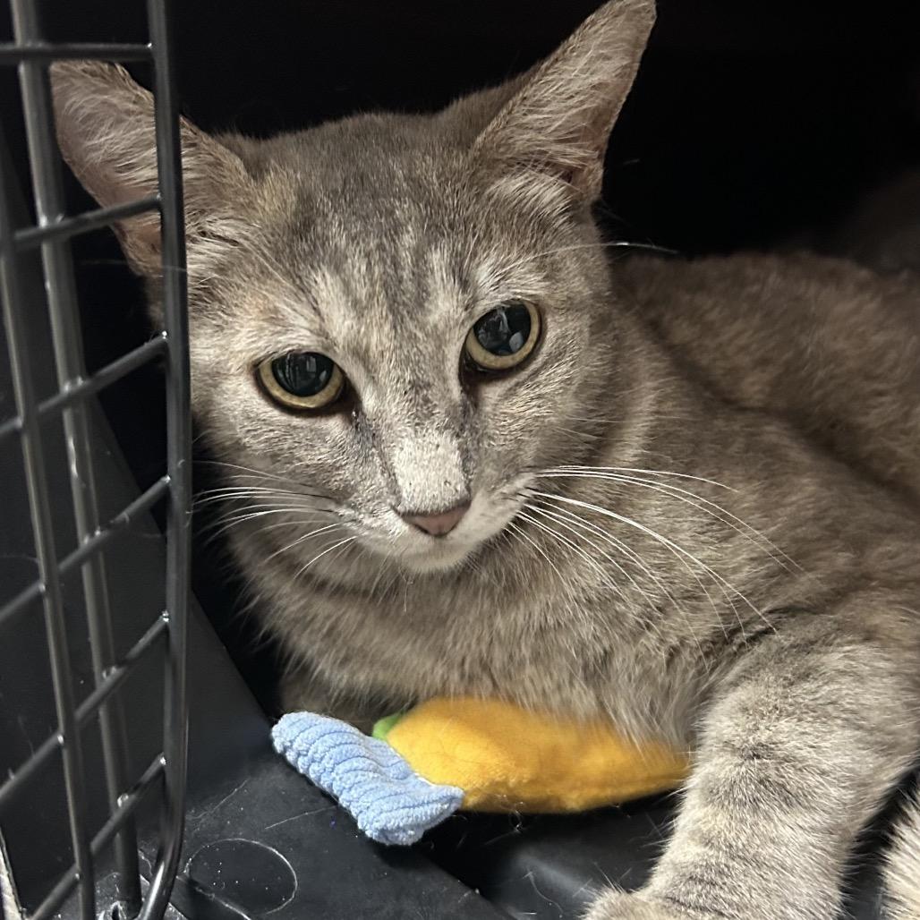 Enlarge Faith, a Adoptable Domestic Medium Hair in Pensacola, FL image 1/1