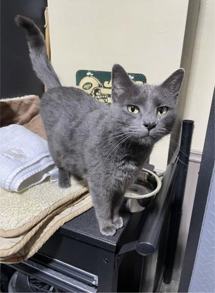 Snowstorm, Adoptable, Adult Female Domestic Short Hair & Domestic Short Hair.