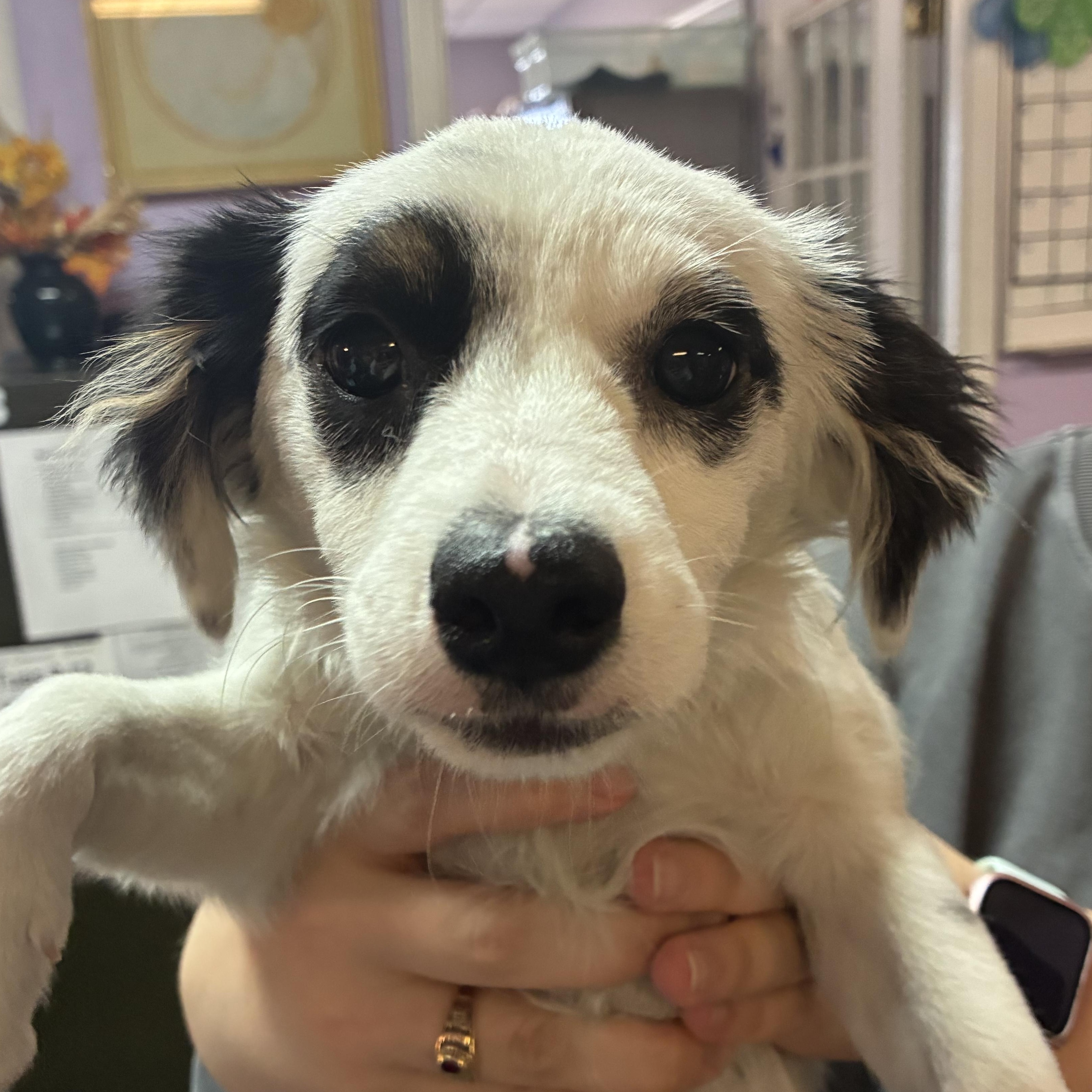 Enlarge Widget, an adopted mixed breed in Mobile, AL image 1/1