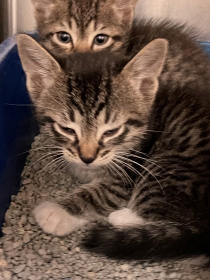 Elvis, Adoptable, Kitten Male Domestic Short Hair & Domestic Short Hair.