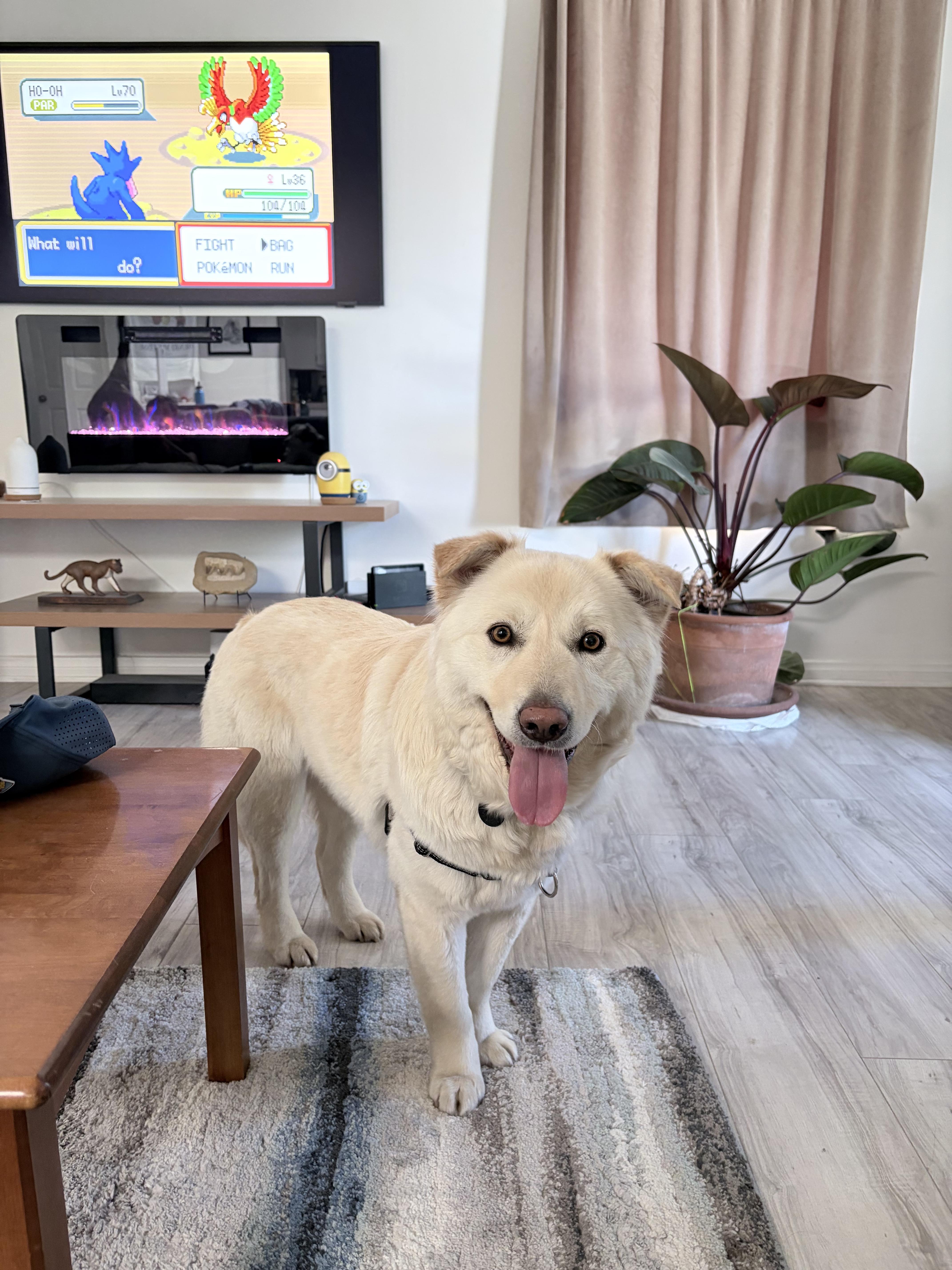 Hope, an adopted mixed breed in Portland , OR image 4/6