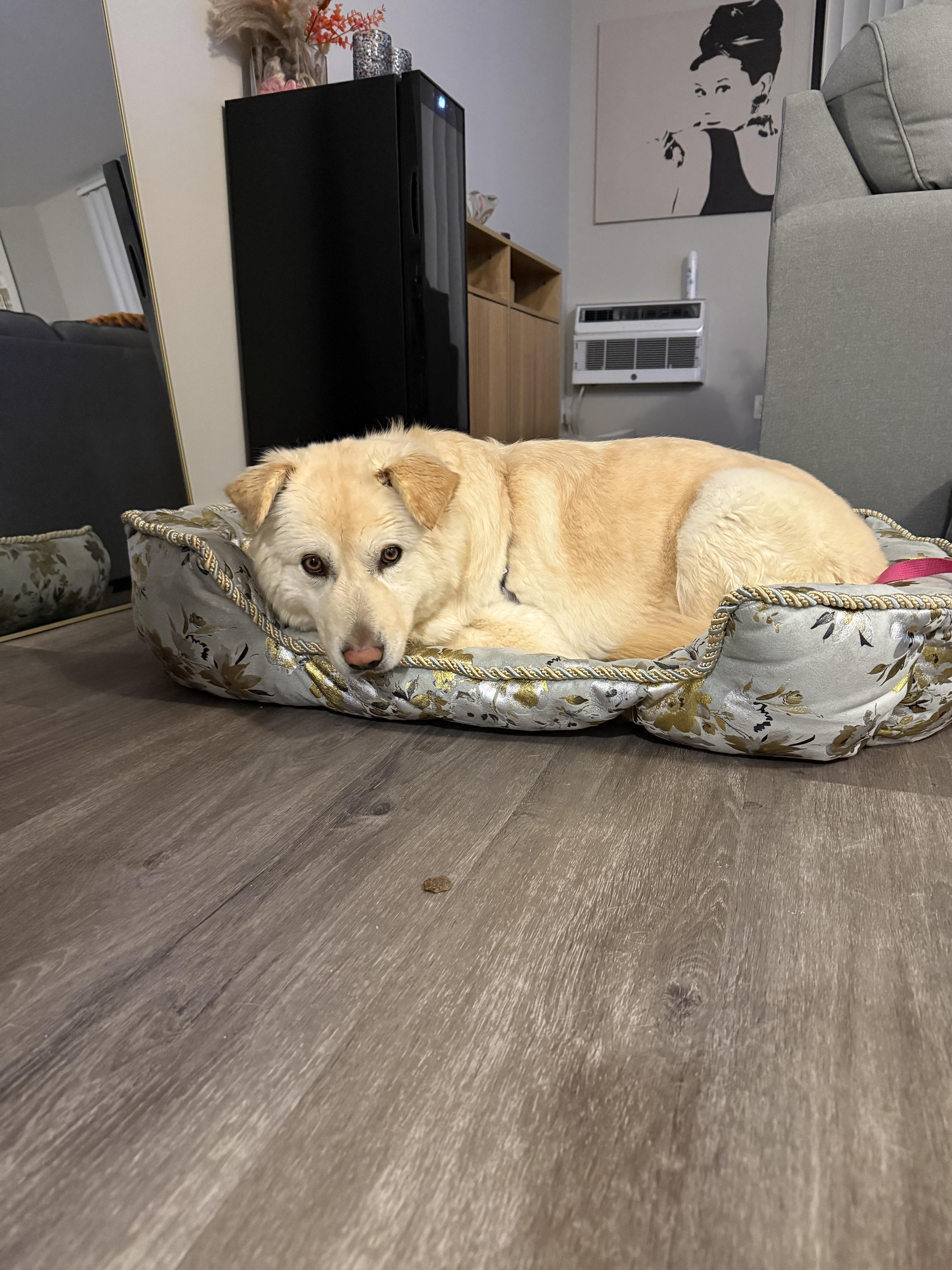 Hope, an adopted mixed breed in Portland , OR image 6/6