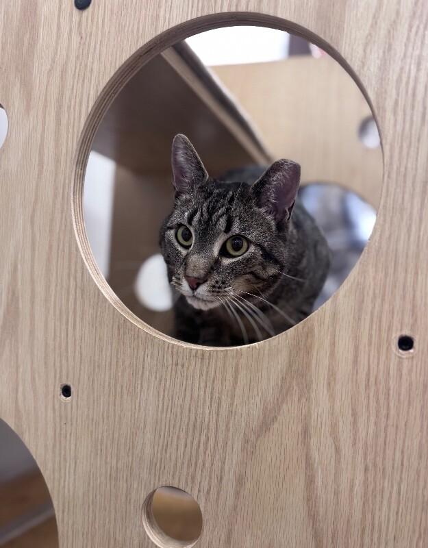 Mr. Meowsky, Adoptable, Adult Male Domestic Short Hair.