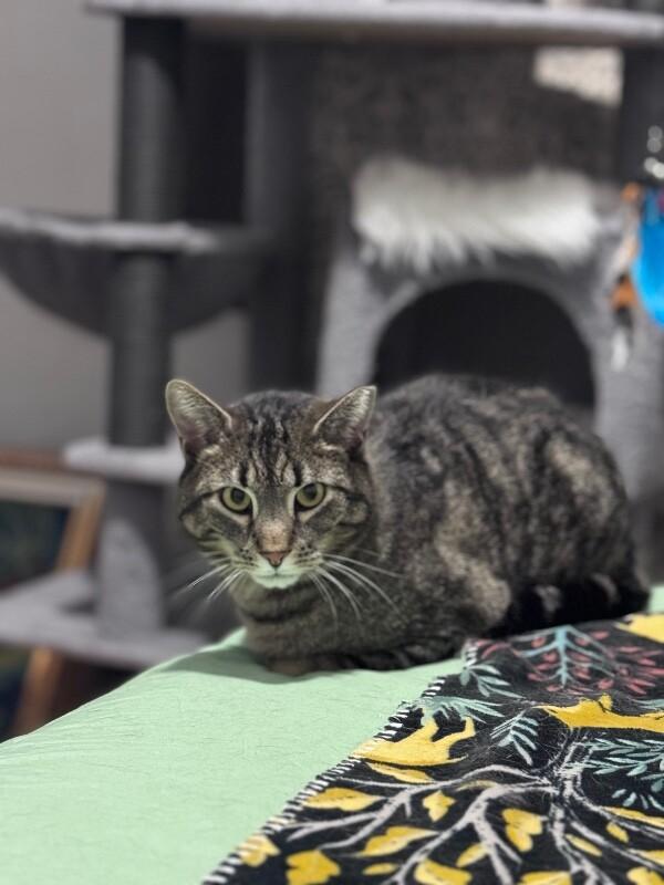 Mr. Meowsky, Adoptable, Adult Male Domestic Short Hair.
