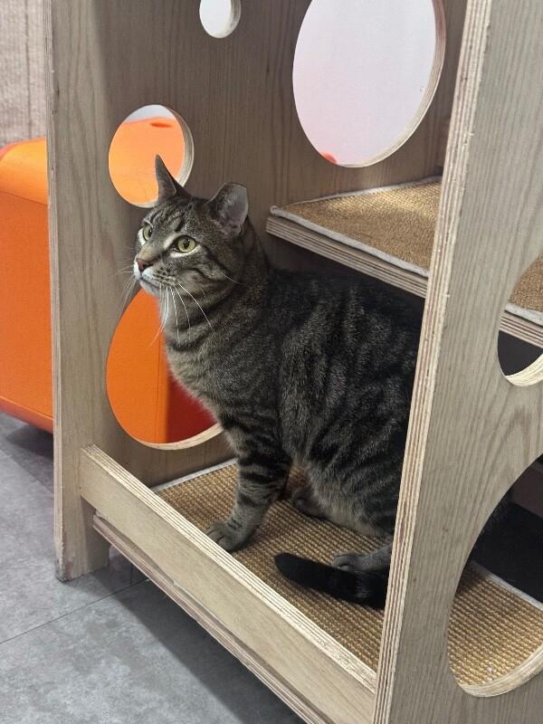Mr. Meowsky, a Adoptable Domestic Short Hair in North Babylon, NY image 2/6