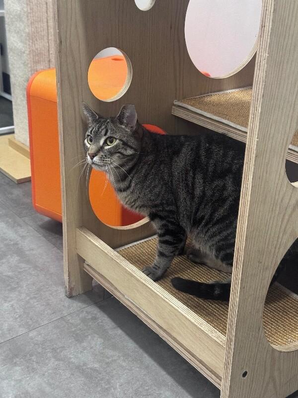 Mr. Meowsky, a Adoptable Domestic Short Hair in North Babylon, NY image 3/6