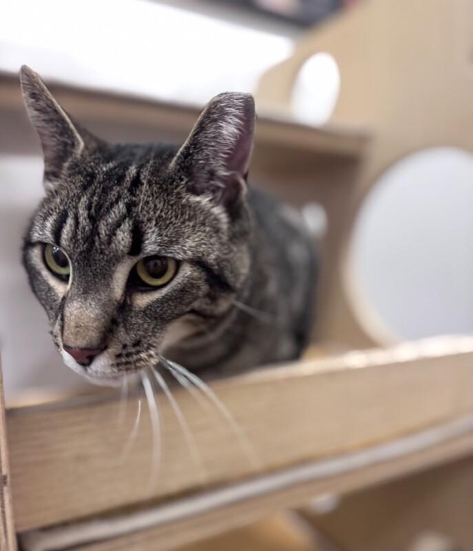 Mr. Meowsky, a Adoptable Domestic Short Hair in North Babylon, NY image 2/6