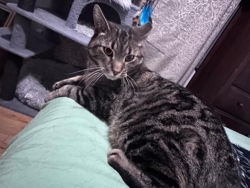 Enlarge Mr. Meowsky, a Adoptable Domestic Short Hair in North Babylon, NY image 2/4