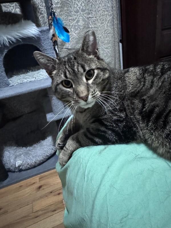 Enlarge Mr. Meowsky, a Adoptable Domestic Short Hair in North Babylon, NY image 3/4