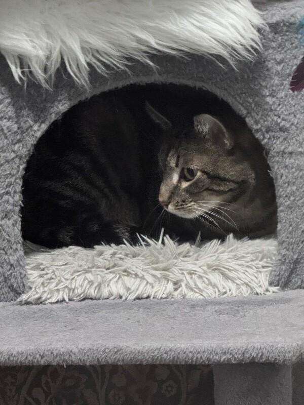 Enlarge Mr. Meowsky, a Adoptable Domestic Short Hair in North Babylon, NY image 4/4