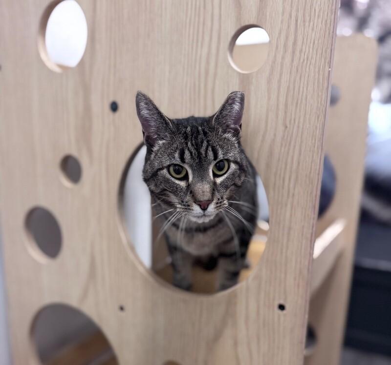 Mr. Meowsky, a Adoptable Domestic Short Hair in North Babylon, NY image 6/6