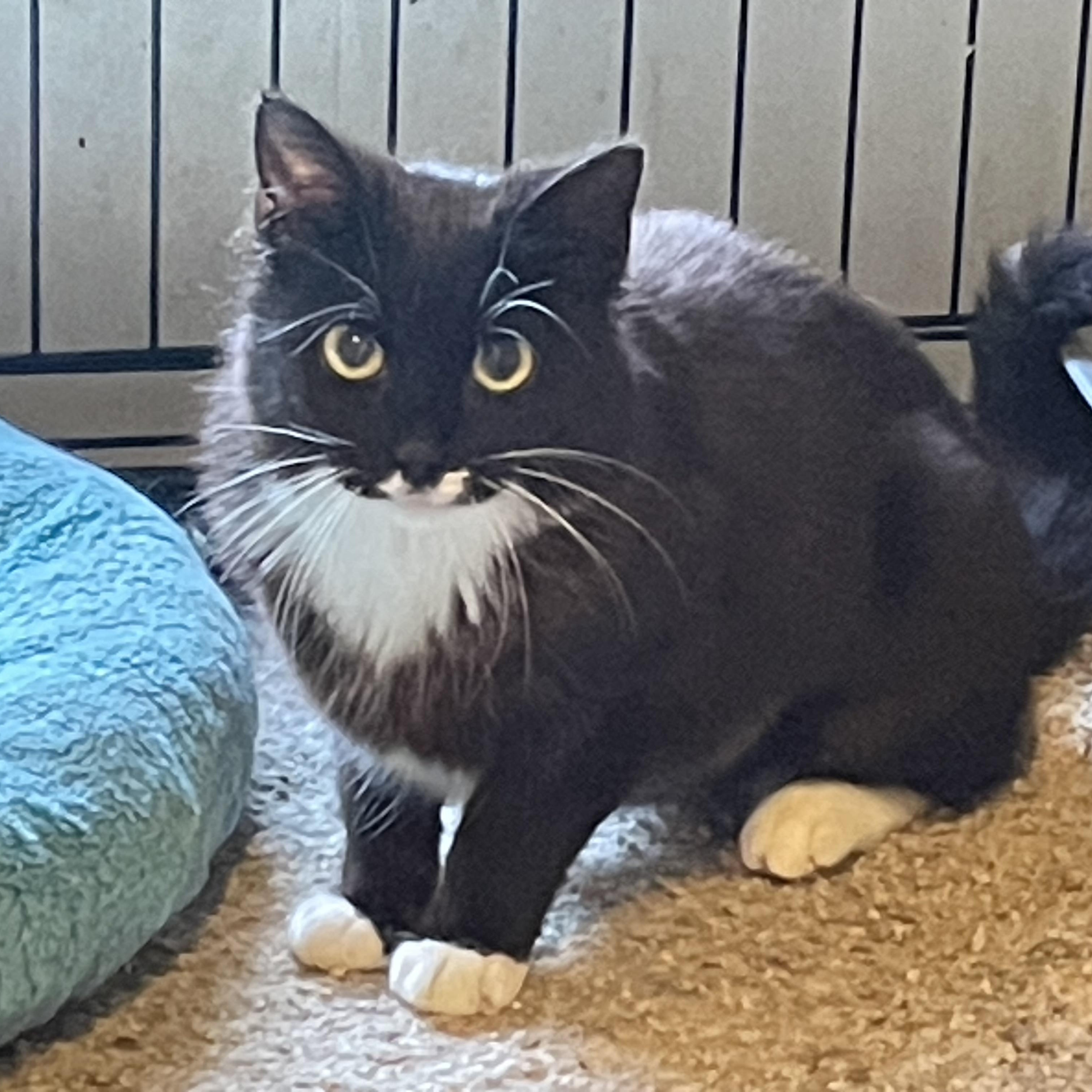 Enlarge Sarah, an adopted Domestic Short Hair in Troy, NY image 1/1