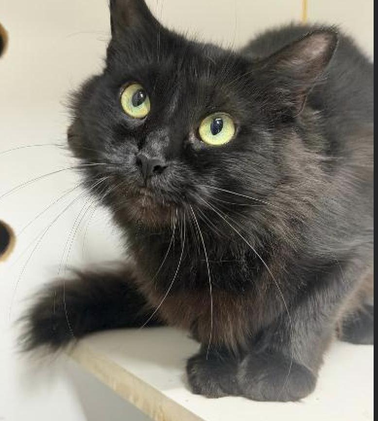 Delta, Adoptable, Adult Female Domestic Medium Hair.