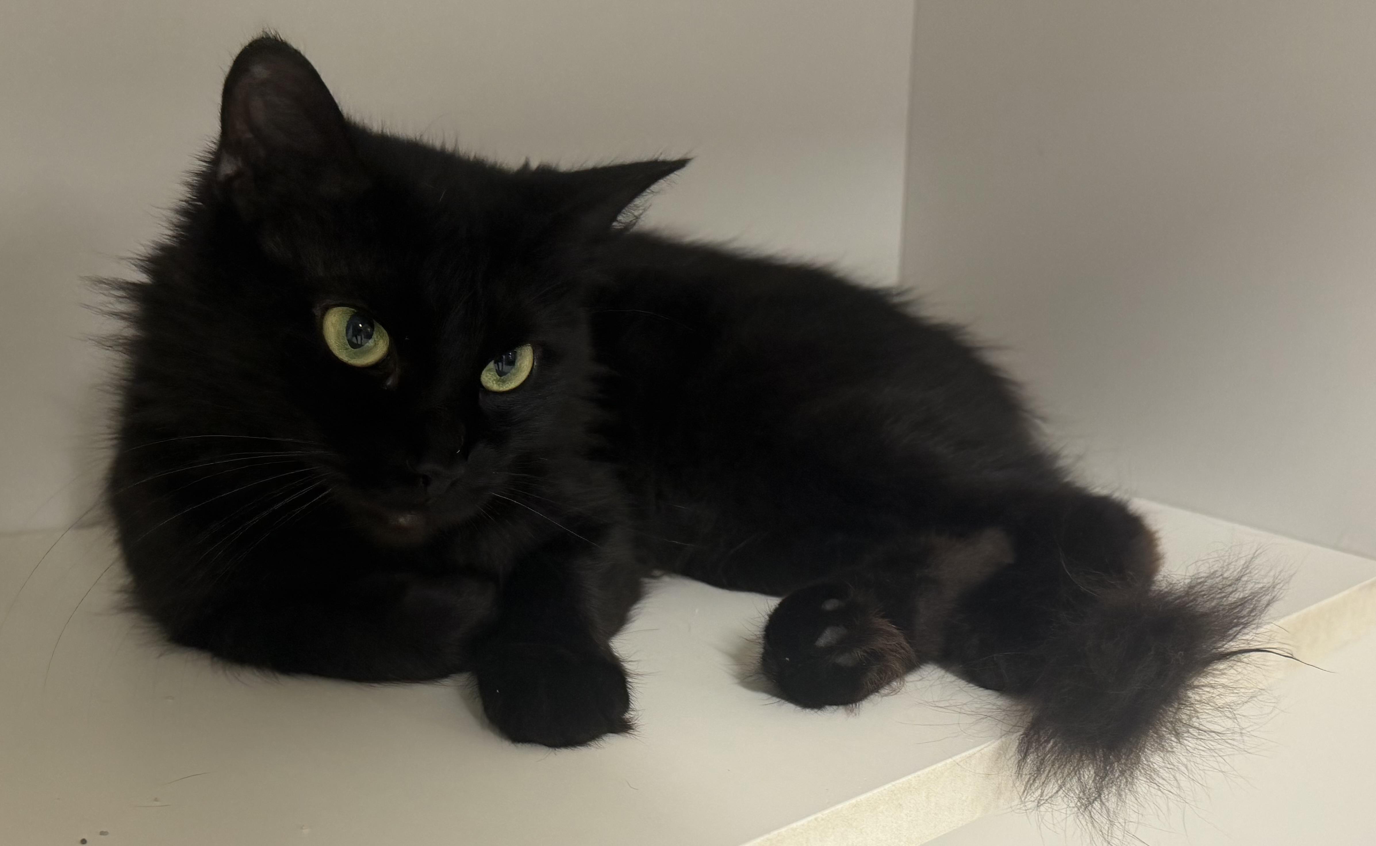 Enlarge Delta, a Adoptable Domestic Medium Hair in Mears, MI image 2/2