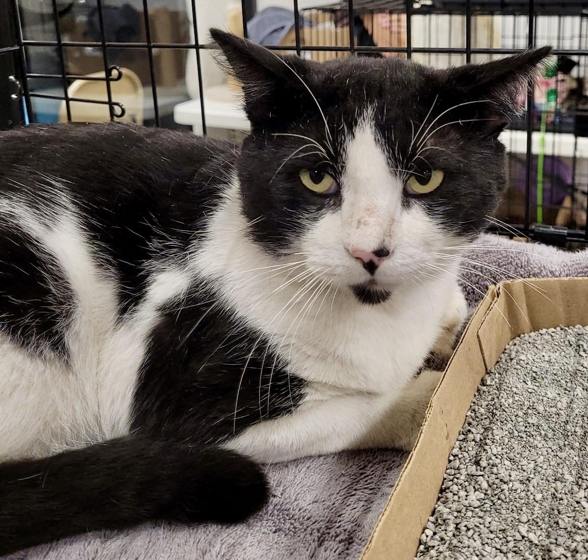 Moo, adopted, Adult Male Domestic Short Hair.