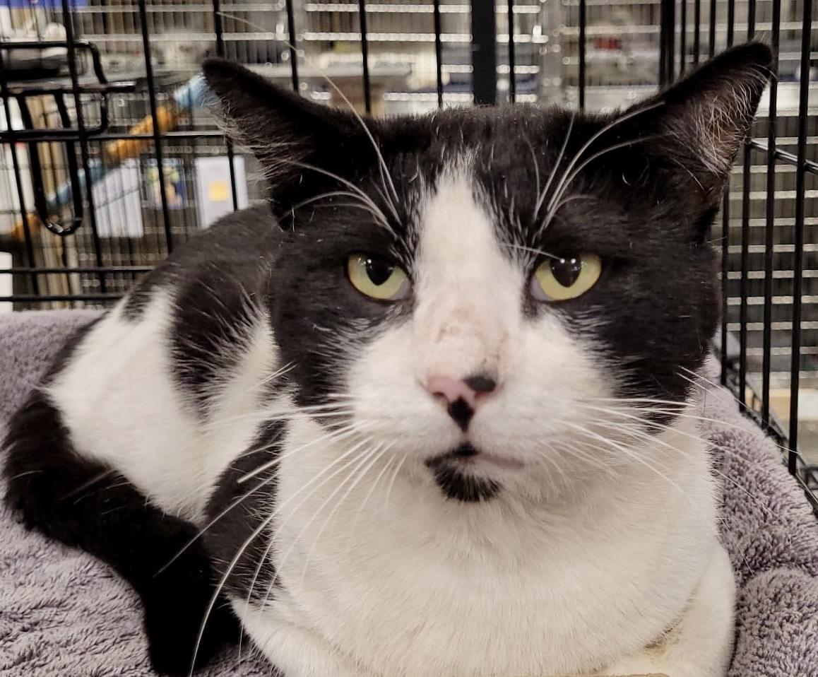 Enlarge Moo, an adopted Domestic Short Hair in San Juan Capistrano, CA image 2/2