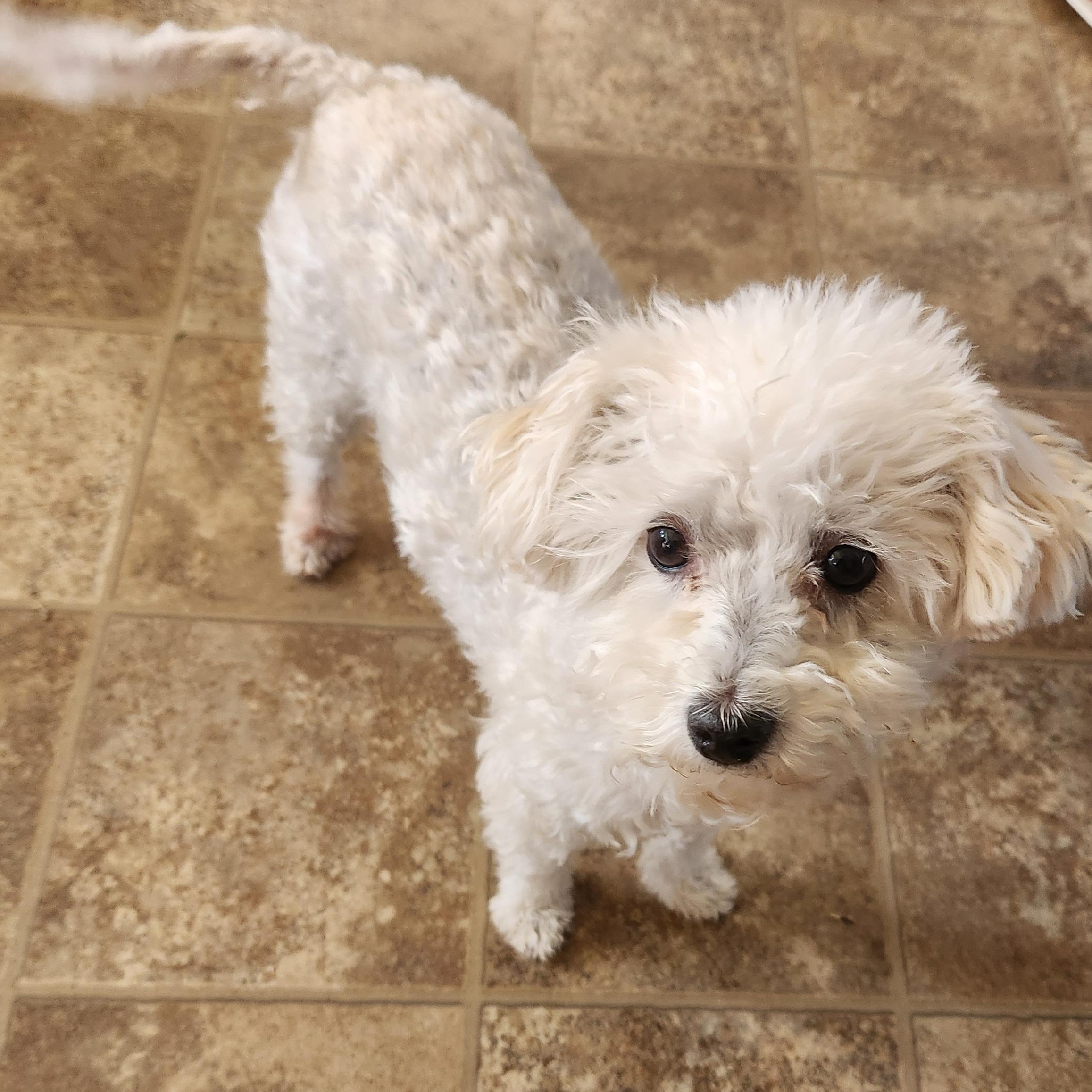 Dixy, adopted, Adult Female Miniature Poodle.