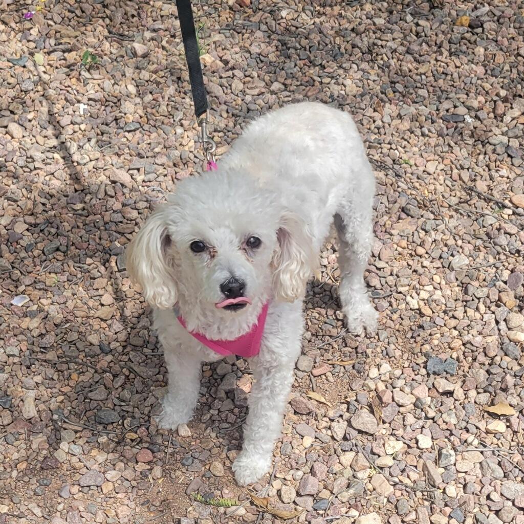 Dixy, adoptable, Adult Female Miniature Poodle.