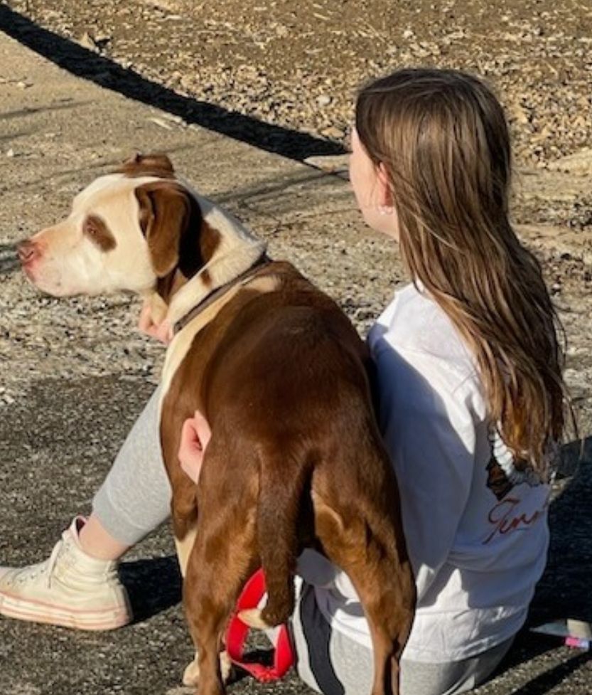 Brooke, a Adoptable mixed breed in Rock Spring, GA image 2/6