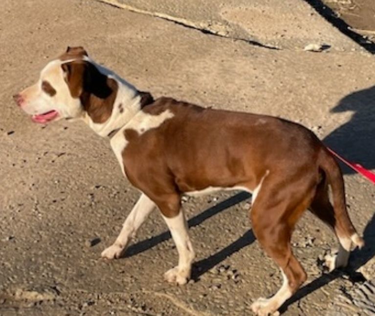 Brooke, a Adoptable mixed breed in Rock Spring, GA image 3/6