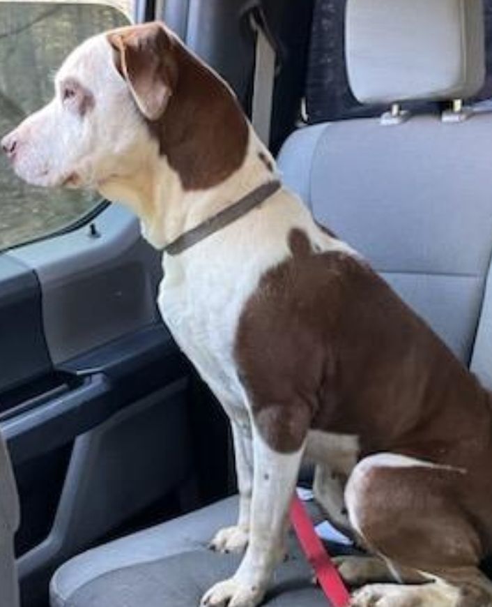 Brooke, a Adoptable mixed breed in Rock Spring, GA image 4/6