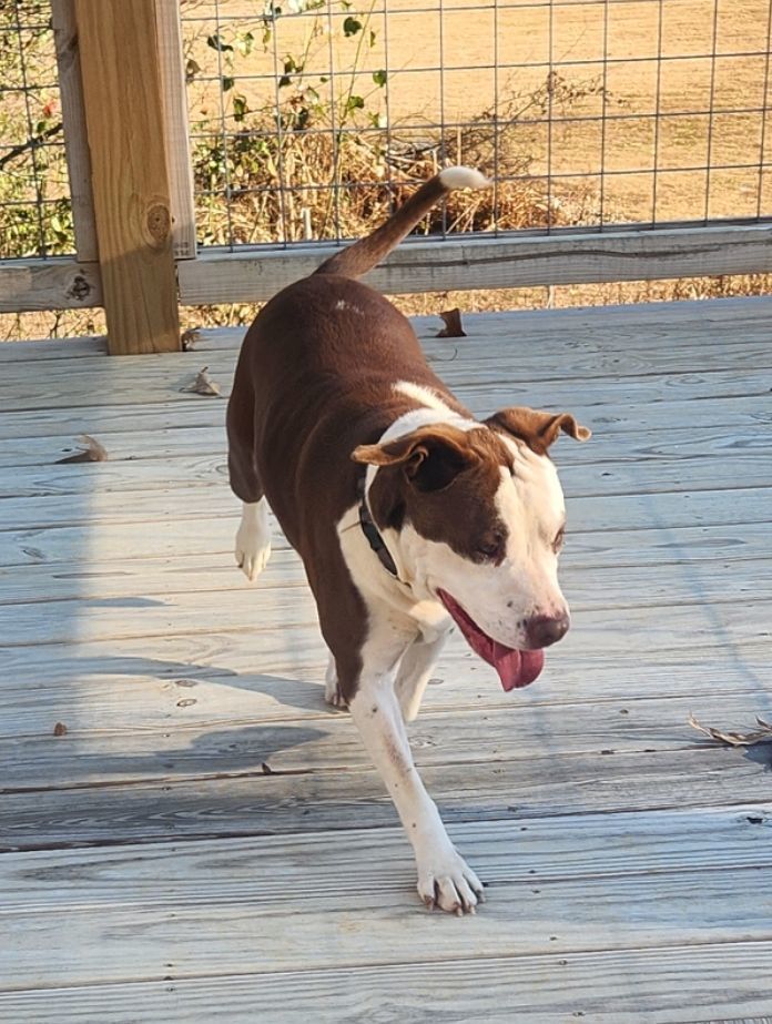 Brooke, a Adoptable mixed breed in Rock Spring, GA image 5/6