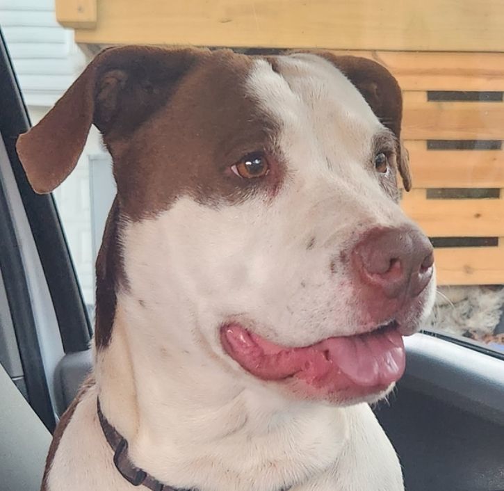 Brooke, Adoptable, Adult Female Pit Bull Terrier & Hound.