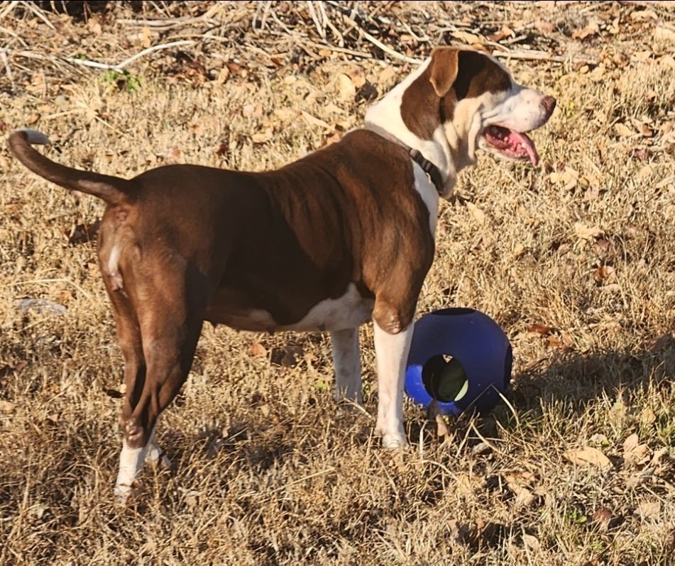 Brooke, a Adoptable mixed breed in Rock Spring, GA image 6/6