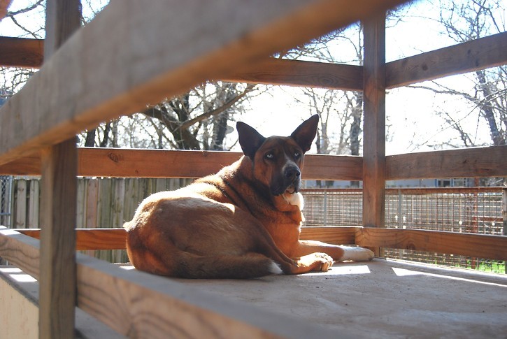 Sapphire, a Adoptable mixed breed in Paradise, TX image 1/12