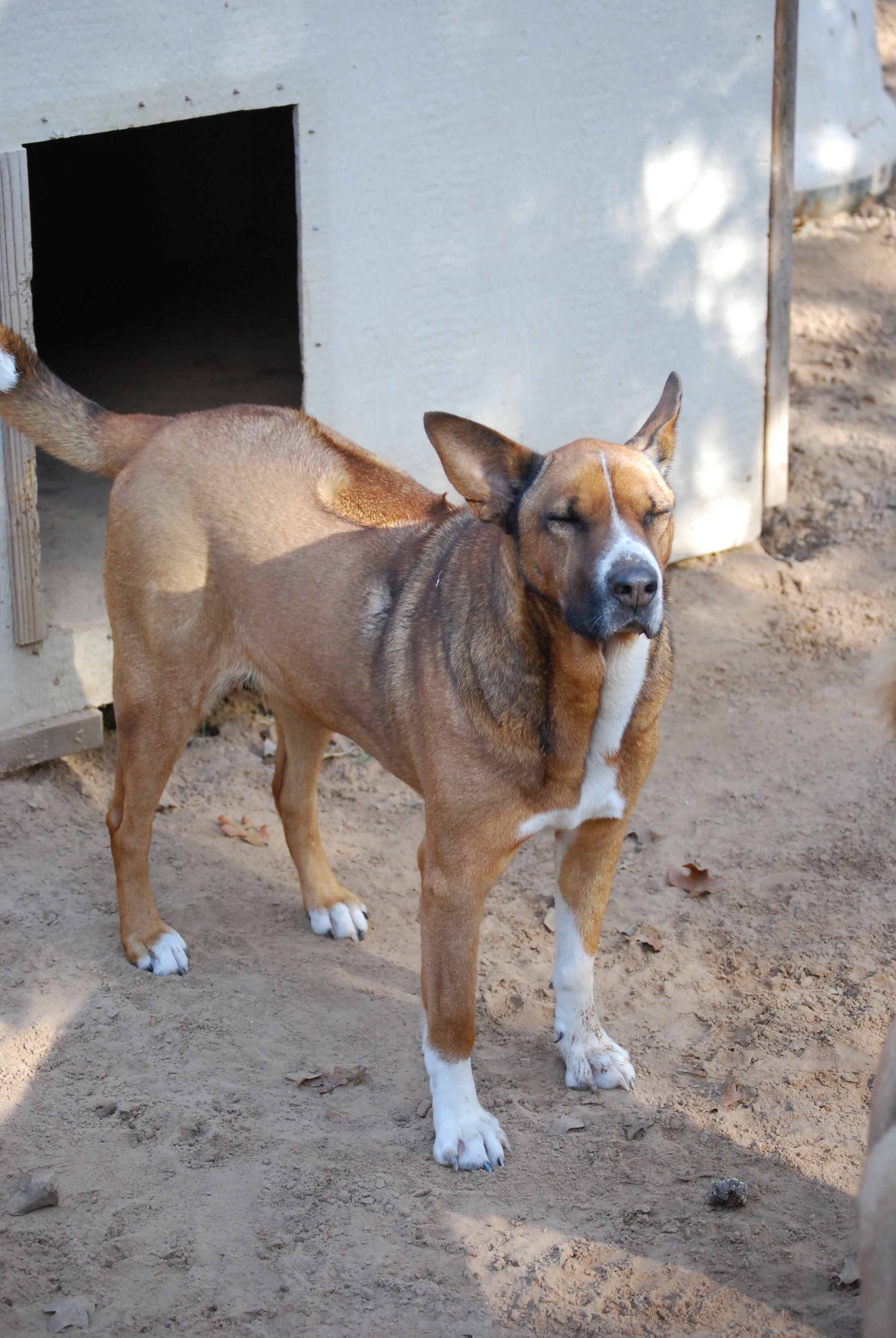 Sapphire, an adoptable Akita, Rhodesian Ridgeback in Paradise, TX, 76073 | Photo Image 1